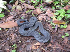 Erythrolamprus typhlus