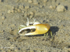 Leptuca leptodactyla