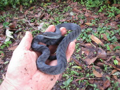 Erythrolamprus typhlus