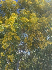 Barkleyanthus salicifolius