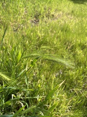 Hordeum murinum