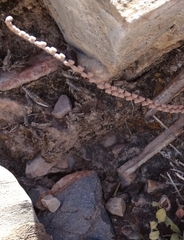 Astrolepis cochisensis