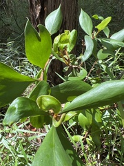 Persoonia stradbrokensis