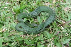 Erythrolamprus typhlus