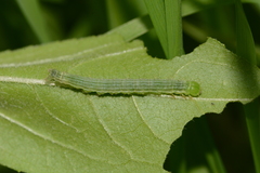 Hypena scabra