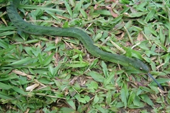 Erythrolamprus typhlus