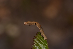 Ectropis crepuscularia