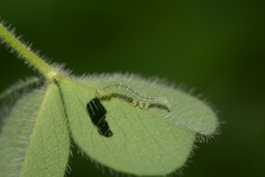 Hypena scabra