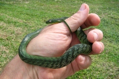 Erythrolamprus typhlus