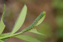 Hypena scabra