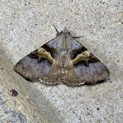 Avatha discolor