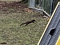 Sciurus carolinensis