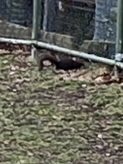 Sciurus carolinensis