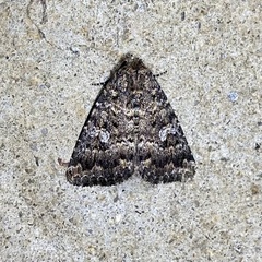 Condica aroana