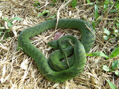 Erythrolamprus typhlus