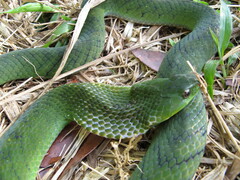 Erythrolamprus typhlus