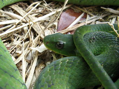 Erythrolamprus typhlus