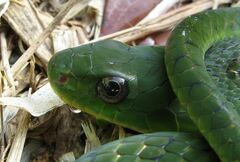 Erythrolamprus typhlus