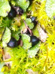 Targionia hypophylla