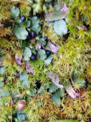 Targionia hypophylla