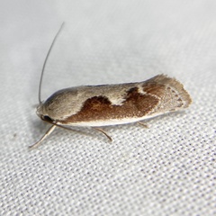 Lichenaula undulatella