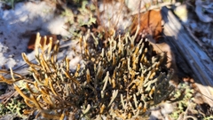 Selaginella arenicola