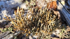 Selaginella arenicola