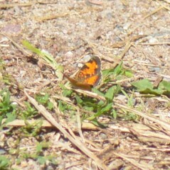 Phyciodes cocyta