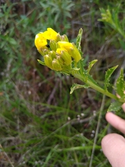 Erysimum franciscanum
