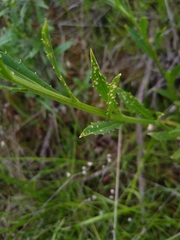 Erysimum franciscanum