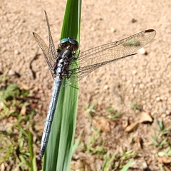 Dasythemis mincki