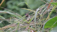 Lonchura leucogastroides