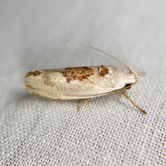 Tymbophora peltastis