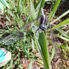 Dasythemis mincki