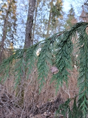 Cupressus nootkatensis