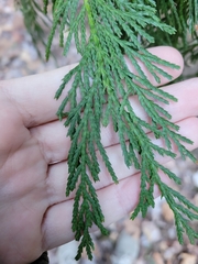Cupressus nootkatensis