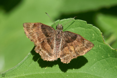 Antigonus funebris