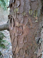 Cupressus nootkatensis