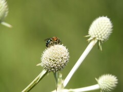 Augochloropsis tupacamaru