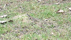 Leiolepis belliana