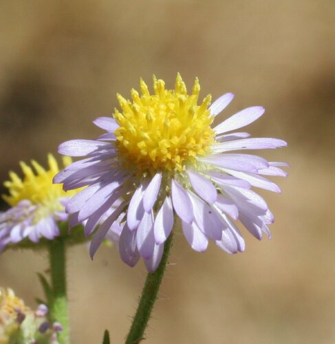 Channel Burr-Daisy (Calotis porphyroglossa)