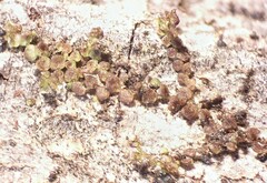 Frullania bolanderi