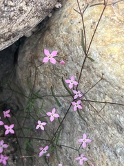 Stenotis asperuloides