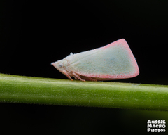 Sanurus