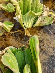 Pistia