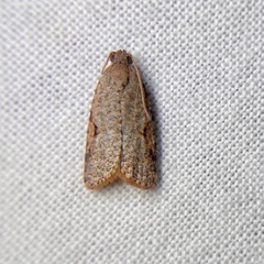 Meritastis piperata