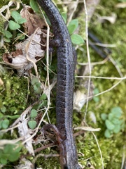 Plethodon ventralis