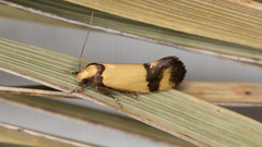 Olbonoma triptycha