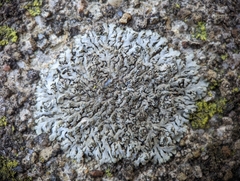 Phaeophyscia adiastola