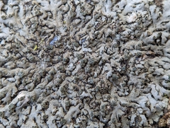 Phaeophyscia adiastola